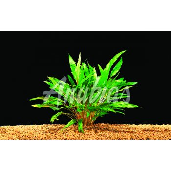 ANUBIAS - CRYPTOCORINE UNDULATA